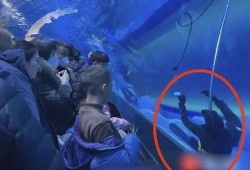 枫丹潜水员爆料视频,水下世界奇观首次曝光